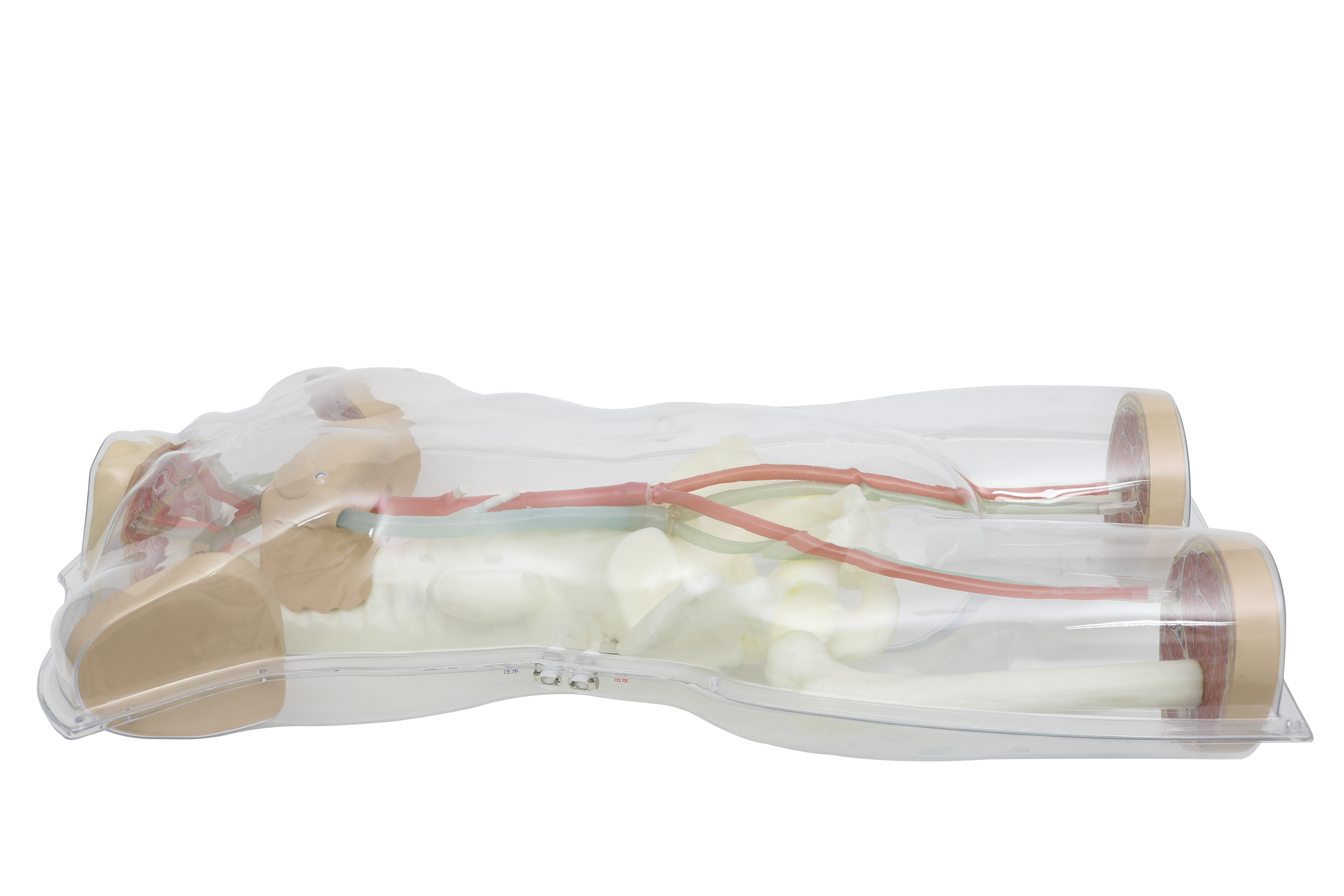 Human Circulatory System Model