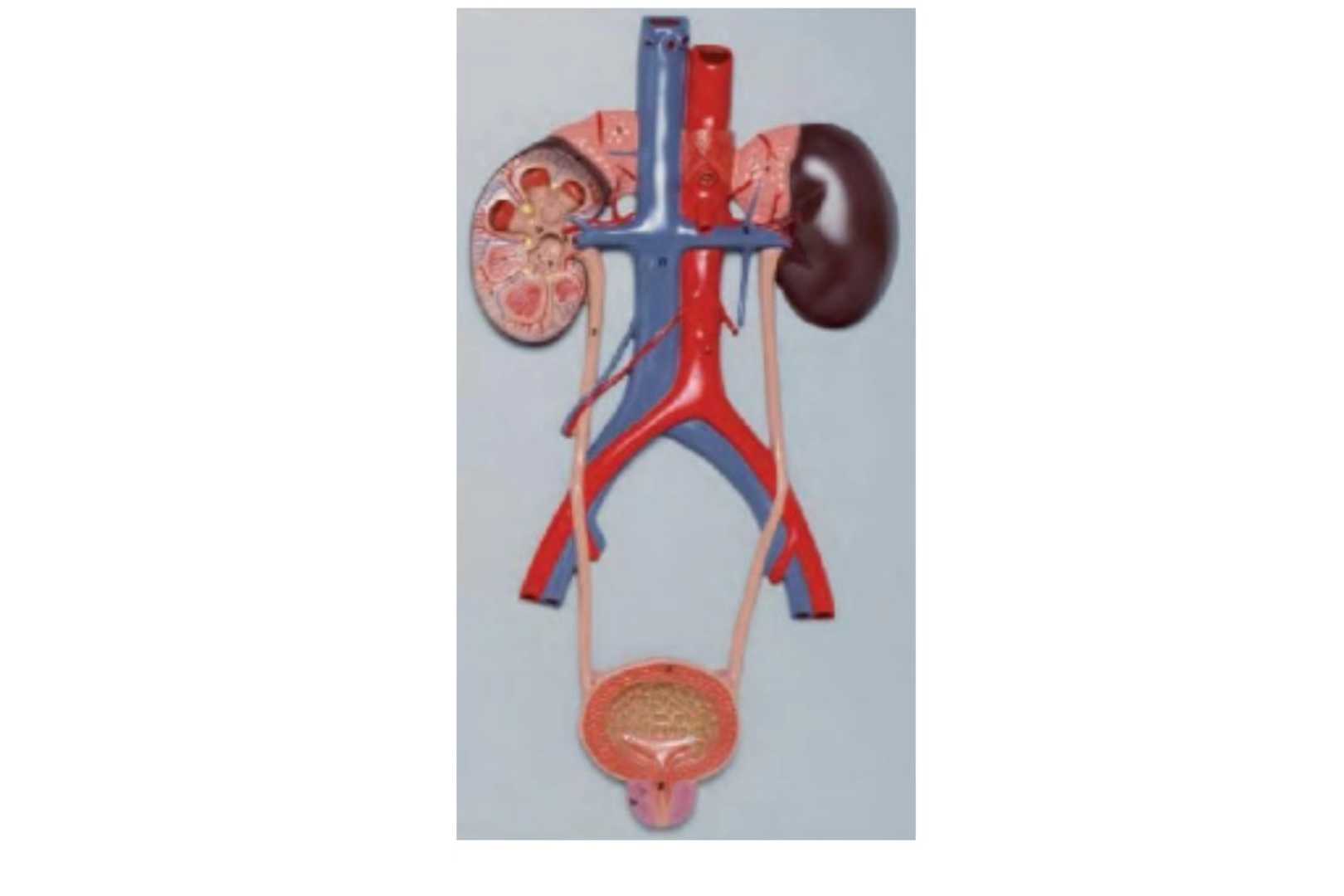 Urinary System